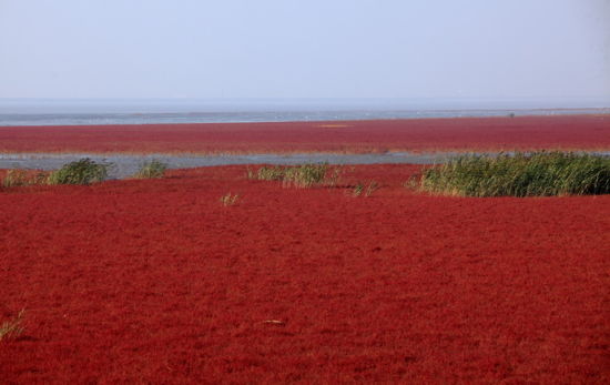 红海滩 迷人的红色海洋